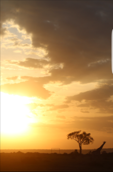 Masai Mara - Everything the light touches is our kingdome  - lion king