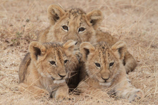 Serengeti National Park - Even poseren ,was een geluksmoment