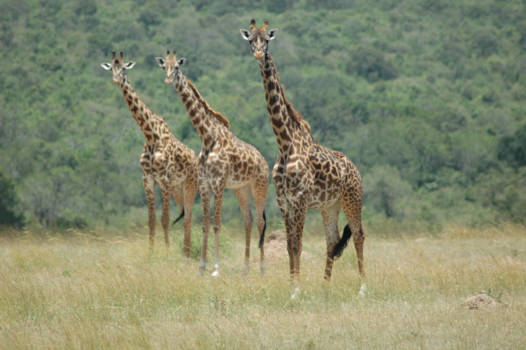 Masai Mara - Three in a row