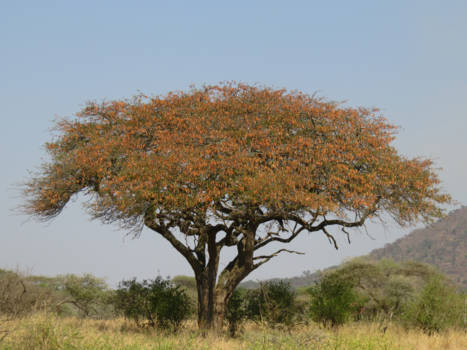 Tanzania - Serengeti