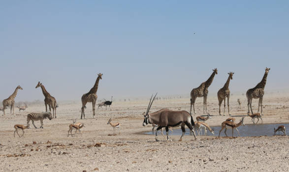 Namibië - Dorstige dieren in Etosha NP, ieder netjes wachtend op zijn beurt.