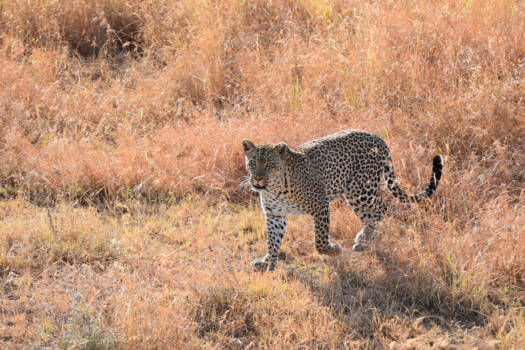 Tanzania - serengeti early in the morning