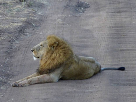 Tanzania - Big lion in Serengeti
