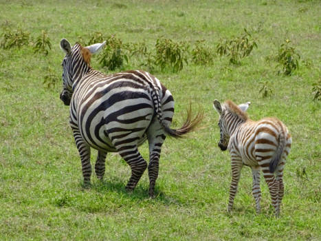Tanzania - Stripes