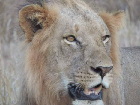 Ngorongoro krater - Lion!! #nationalparkTanzania