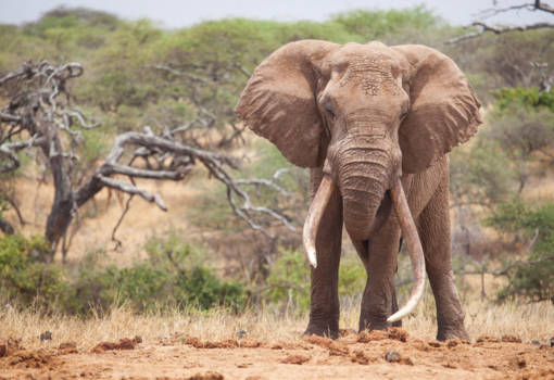 Amboseli National Park - One Ton