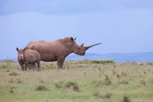 Kenia - Rhino