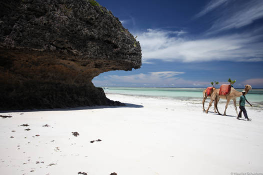 Diani beach - Camel on the beach