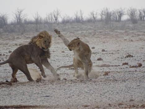 Etosha National Park - Every marriage has its problems....