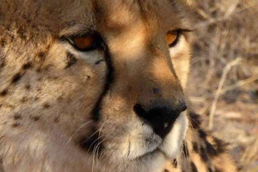 Namibië - Wel heel dichtbij.