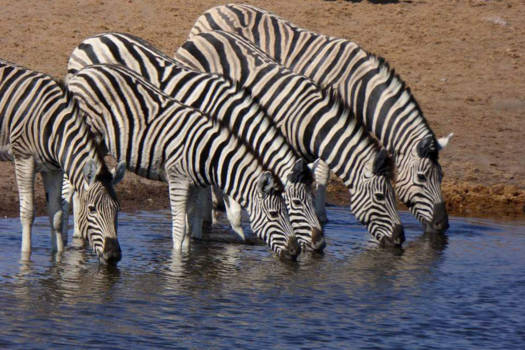 Namibië - Samen drinken