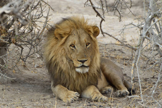 Botswana - Luierende leeuw in Botswana.