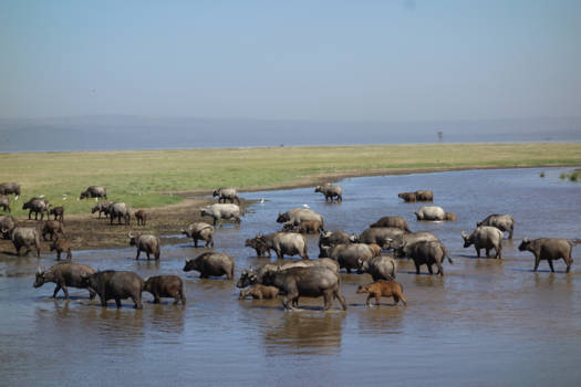 Kenia - De Serengeti!!!