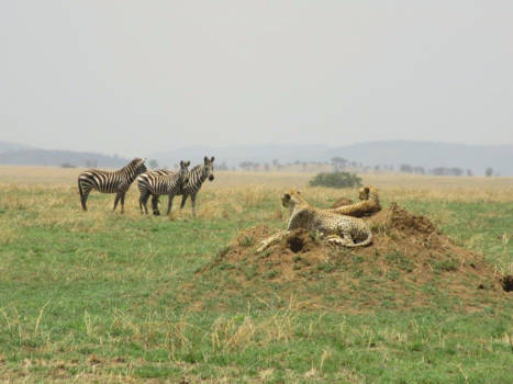 Serengeti National Park - Cheetah vs Zebra