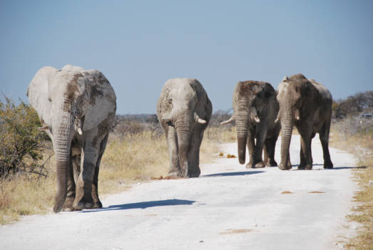 Etosha National Park - Four on a row