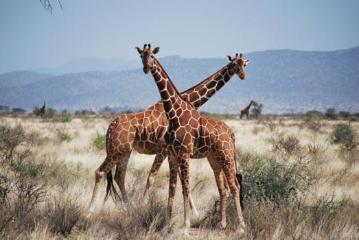 Kenia - Shaba NP   crossing giraffes