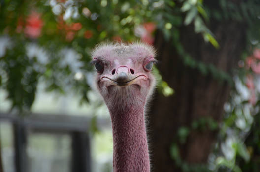 Kenia - Kijk ik nu in de spiegel?