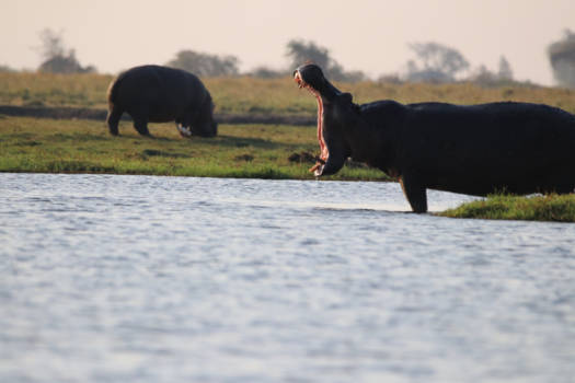 Botswana - I'm gonna eat you