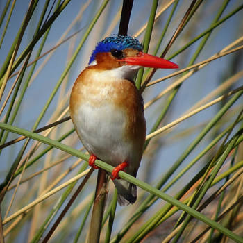 Okavango Delta - Klein maar fijn