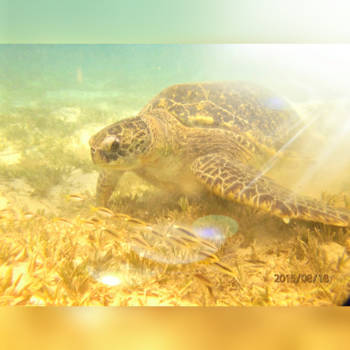 Rode Zee - Karel mist een stuk poot/vin....maar mooi issie wel 