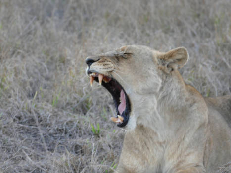 eSwatini (voorheen Swaziland) - Gapende leeuw in Hlane National Park Swaziland
