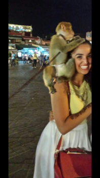 Marrakesh - Monkey