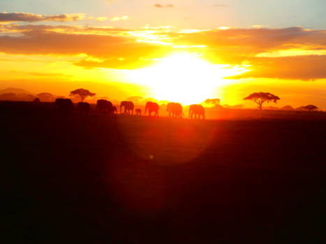 Kenia - Most beautiful safari ever....