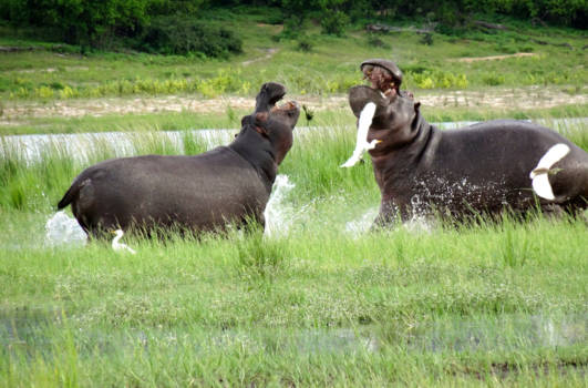 Chobe National Park - Fighting hippo's