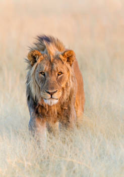Etosha National Park - Golden Hour Lion