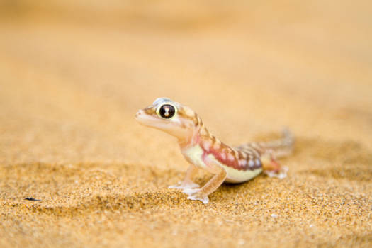 Swakopmund - Gekko