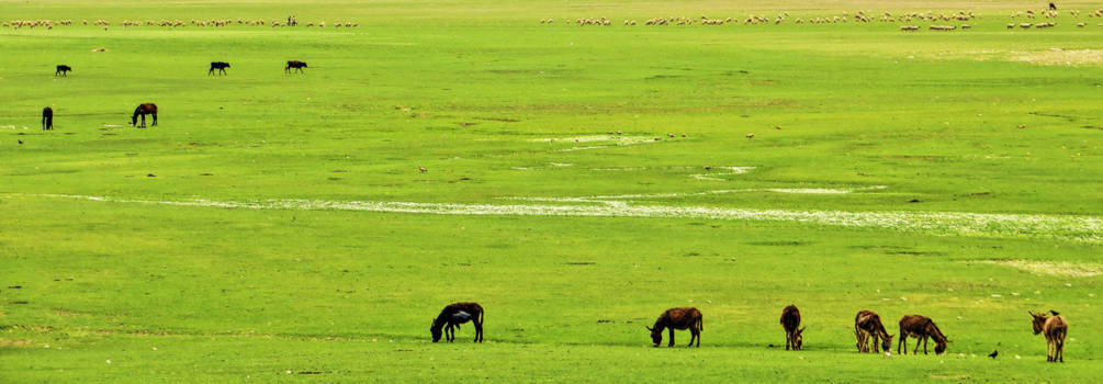 Marokko - Ezels, vogels, koeien, schapen en herders op de laagvlakte in Marokko
