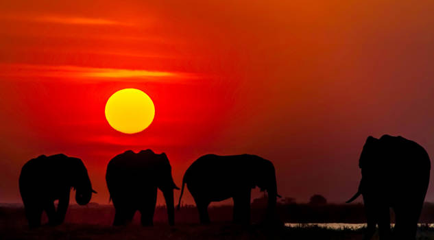 Chobe National Park - Elephant Sunset