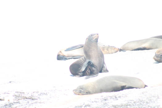 Robbeneiland - Robbeneiland Zuid Afrika