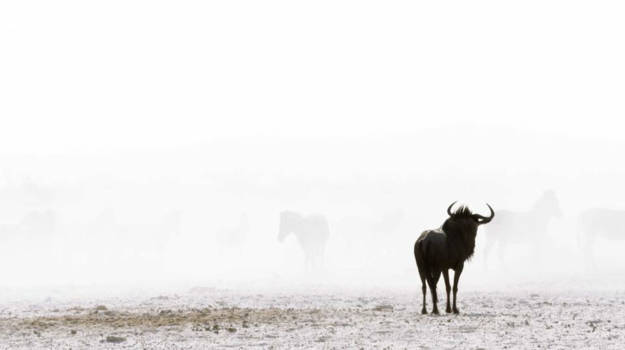 Namibië - Lonely Plains of Namibia