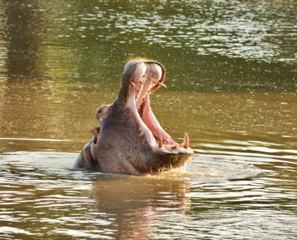 eSwatini (voorheen Swaziland) - "Hey you!"