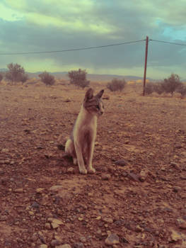 Ouarzazate - Not all those who wander are lost.