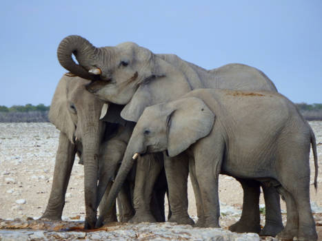 Etosha National Park - Grey Giants of Etosha Park, Namibia