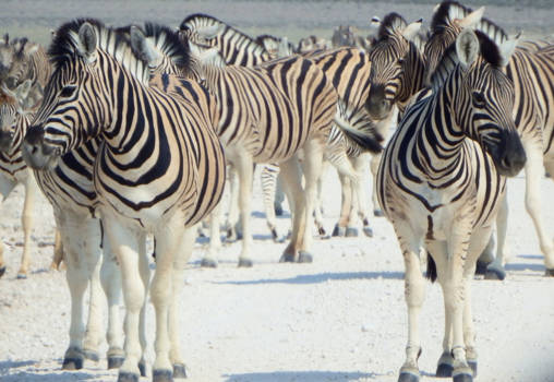 Etosha National Park - Black & White