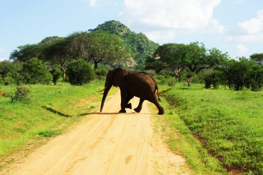 Kenia - Elephants X-ing