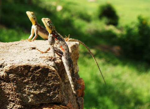 Kenia - Sunbathing Twins