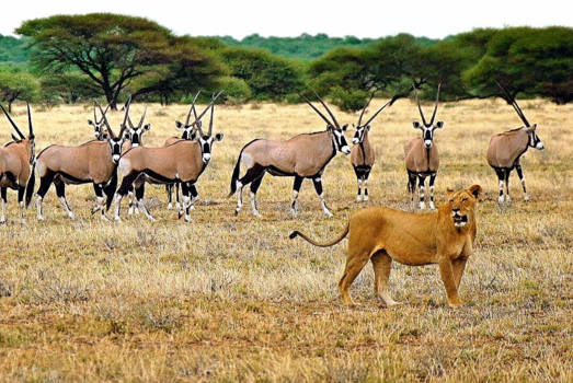 Botswana - Stalking prey