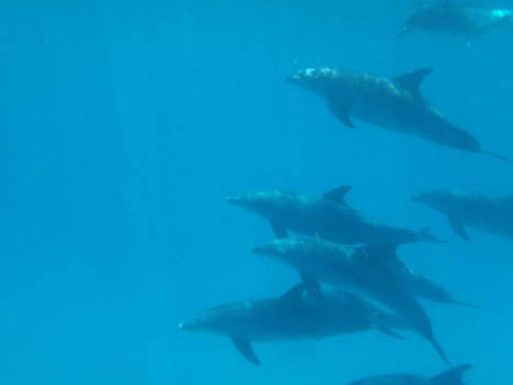Rode Zee - Pardon.. wij komen van rechts. Dank u.