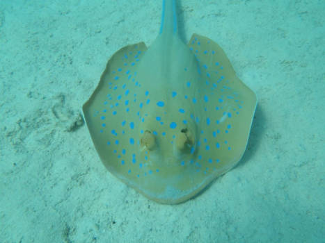 Egypte - Een prachtige rog in de Rode Zee