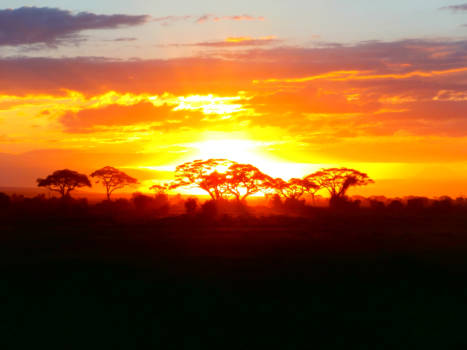 Kenia - Kenia safari