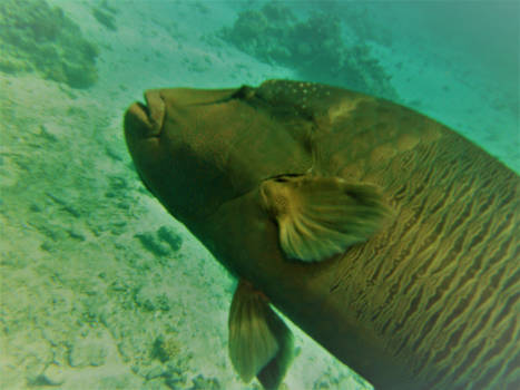 Rode Zee - Zie de schoonheid van de natuur