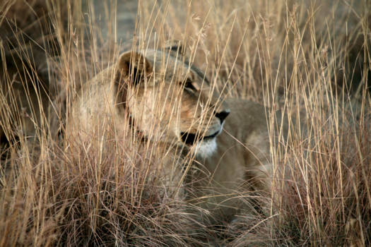 Namibië - "The queen"