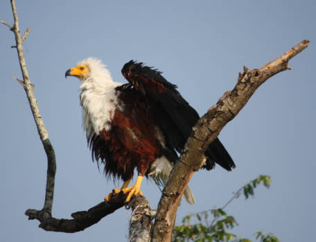 Zambia - Visarend aan het opdrogen in de zon....