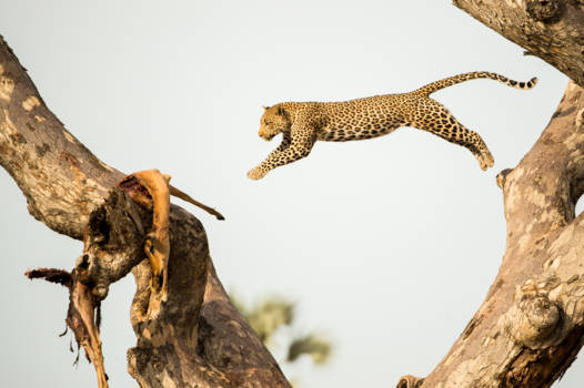 Botswana - Jumping Leopard