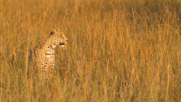 Botswana - The Hunt is On