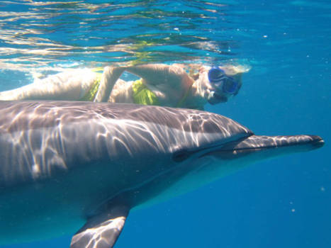 Egypte - Zwemmen met dolfijnen